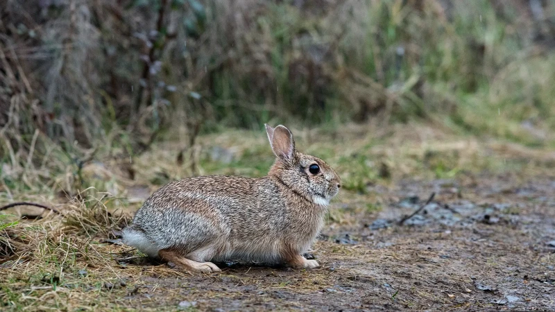 Silvilago sotto la pioggia