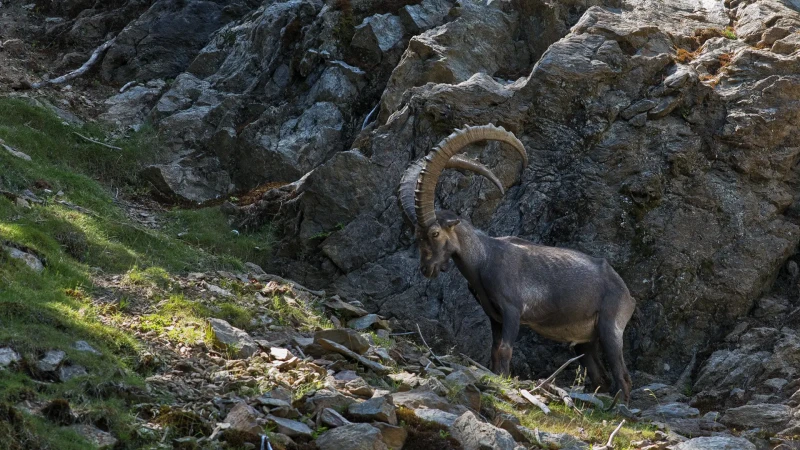 Il fiero stambecco maschio