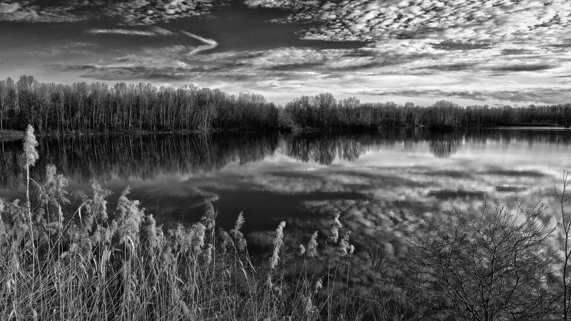Ultime luci sulla palude in bianco e nero