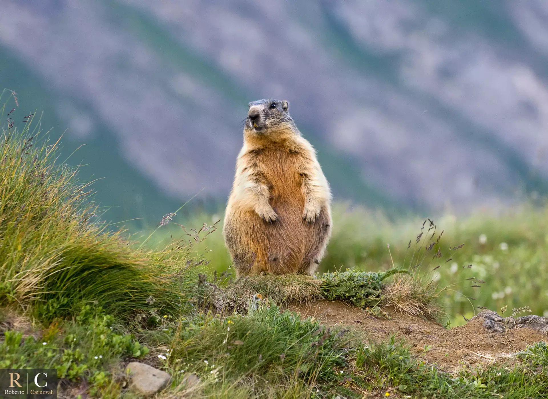 RobertoCarnevali_MarmottaIncintaAiPIediDellaMarmolada_Marmolada_Wildlife