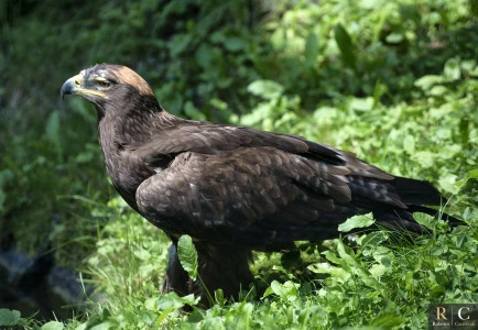 Aquila