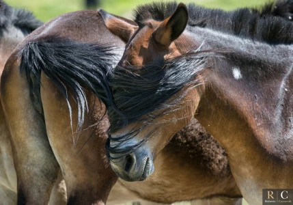 Cavallo mascherato