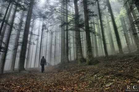 Dentro il bosco fatato