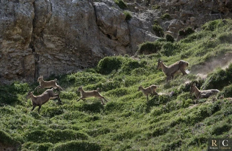 Famiglia di stambecchi in corsa