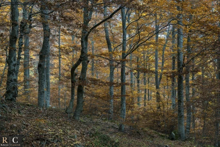 Foliage nel bosco