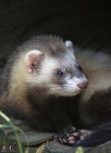 Il furetto