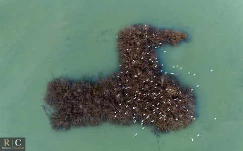 Garzette e aironi in volo sull'isola dell'anatra gigante
