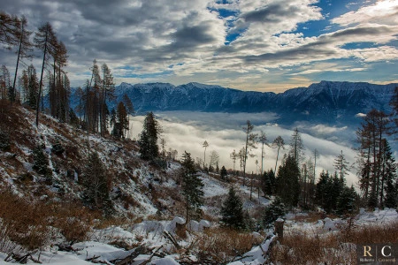 Il bosco, la tempesta Vaia e la forza della Natura