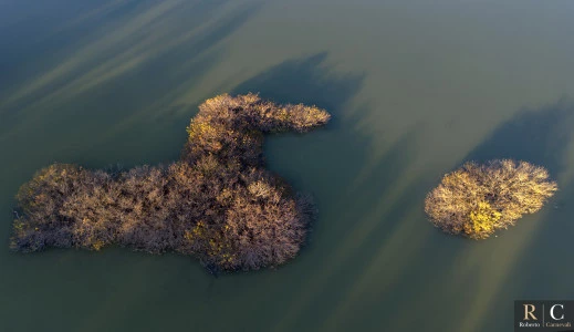 L'isola dell'anatra gigante nella palude