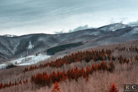 La foresta rossa
