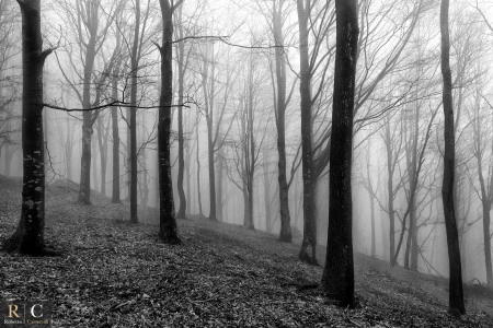 La leggenda del bosco stregato