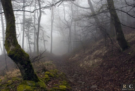 La magia del bosco in un giorno di nebbia