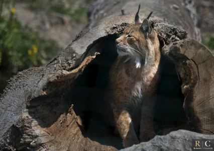 Lince adulta