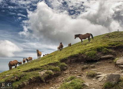 Mandria di cavalli selvaggi