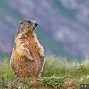Marmotta con il pancione