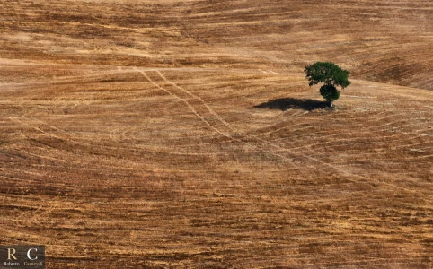 Albero solitario nel paesaggio toscano