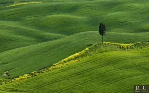 Il cipresso solitario