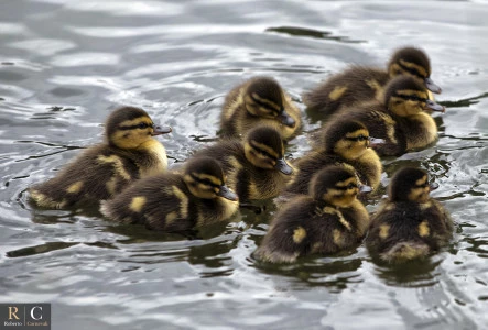 Piccole anatre selvatiche sul lago di Misurina